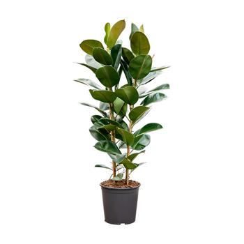 Fíkovník pryžodárný Robusta výška 150cm, květináč 31cm, sesazovaný