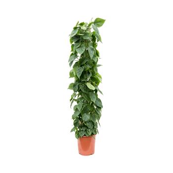 Filodendron popínavý výška 150cm, květináč 27cm