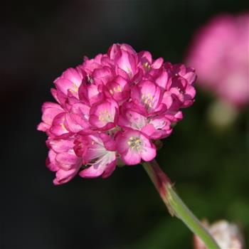 Trávnička přímořská Armada Rose 9 cm