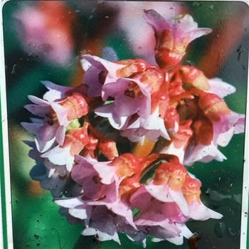 Bergenia Baby Doll K11