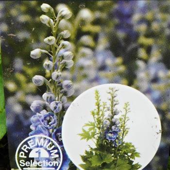 Ostrožka Excalibur Light Blue/White Bee 9cm