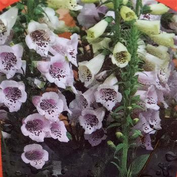 Náprstník červený Virtuoso F1 Lavender květináč 9cm