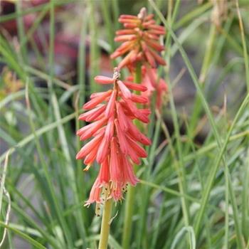 Kniphofia Redhot Popsicle květináč 11cm