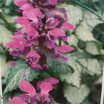 Hluchavka skvrnitá Red Nancy květináč 9cm