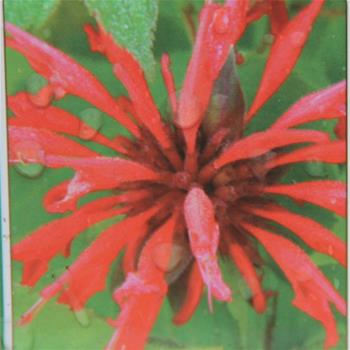 Zavinutka Gardenwiew Scarlet 9cm