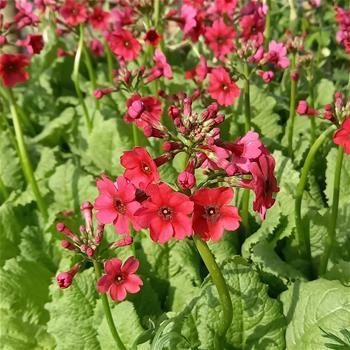 Primule japonská Millers Crimson 9cm