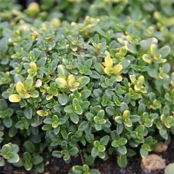 Mateřídouška citronová Doone Valley 9cm