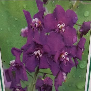 Divizna brunátná Violetta květináč 9cm