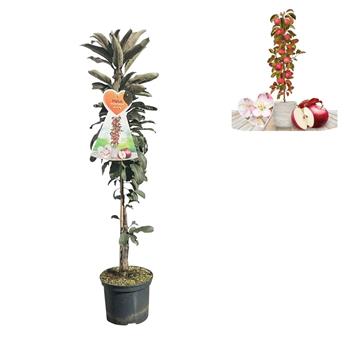 Jabloň Red Leaf květináč 5 litrů, sloupová, podzimní, CIZOSPRAŠNÁ