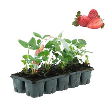 Jahodník stáleplodicí Aromas 10pack