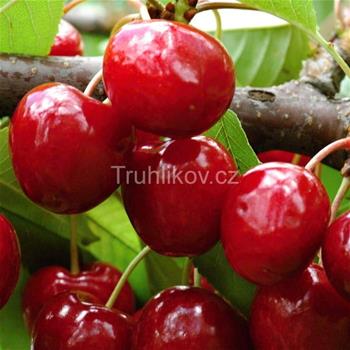Třešeň Lapins květináč 5 litrů, balkonová, zákrsek, SAMOSPRAŠNÁ