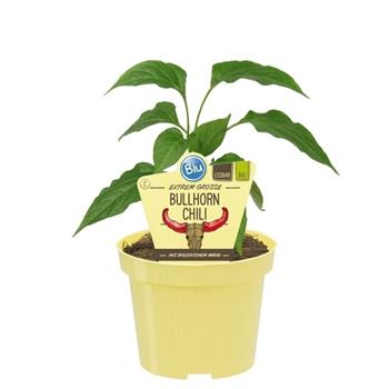 Chili Bullhorn BIO květináč 12cm