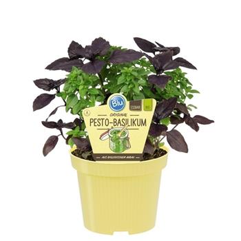 Bazalka pesto BIO květináč 12cm