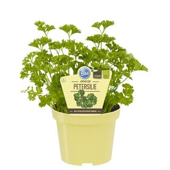 Petržel kadeřavá BIO květináč 12cm