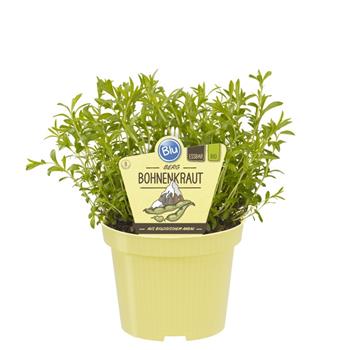 Saturejka horská BIO květináč 12cm