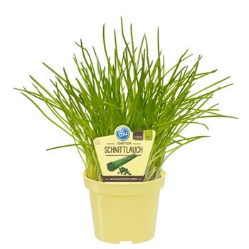 Pažitka BIO květináč 12cm