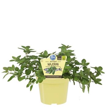 Majoránka BIO květináč 12cm