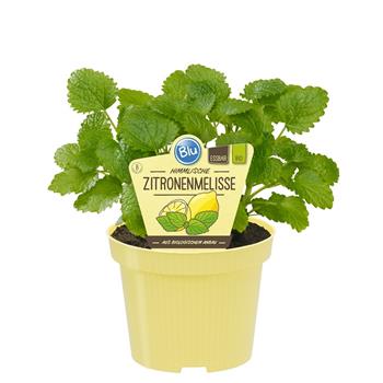 Meduňka BIO květináč 12cm