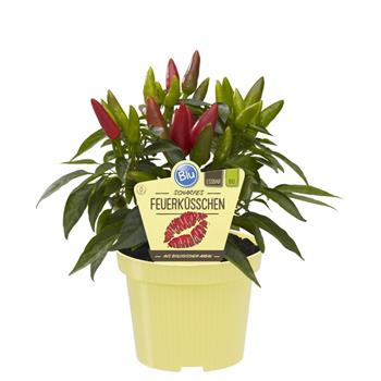 Paprika pálivá Feuerküsschen BIO květináč 12cm