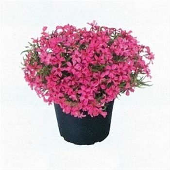 Plamenka šídlolistá Atropurpurea 9cm