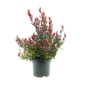 Leukothoe Little Flames květináč 2,5 litru, výška 20/25cm, keř
