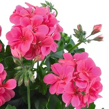 Pelargonie převislá tm. růžová plnokvětá 4ks 11cm