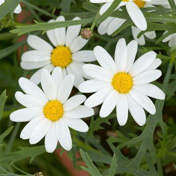 Kopretinovec dřevnatý bílý 4ks 12cm