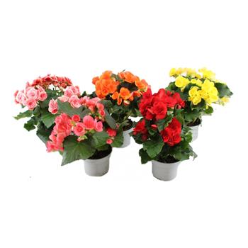 Begonie vzpřímená MIX květináč 12cm