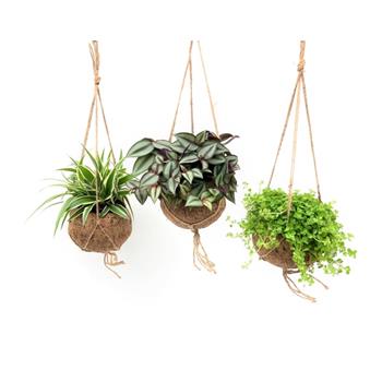 Pokojové rostliny kokodama závěs mix 15 cm