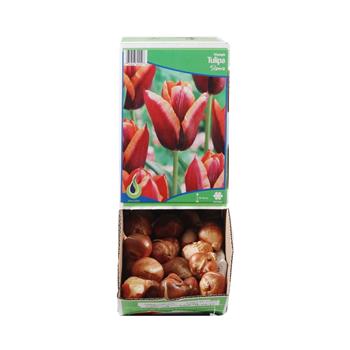 Tulipán Slawa 10ks