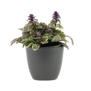 Zběhovec plazivý Burgundy Glow 12cm