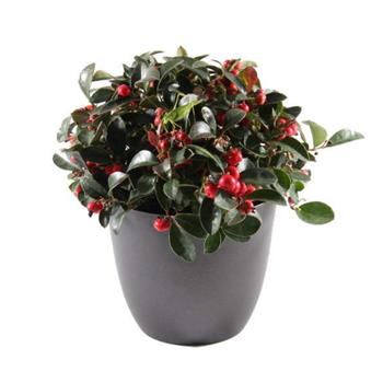 Libavka poléhavá Big Berry květináč 13cm