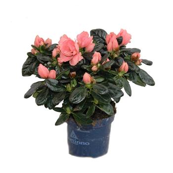 Azalka 'Hortinno' mix květináč 9cm
