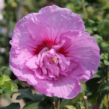 Ibišek syrský Lavender Chiffon výška 30/40cm, 2,5 litru