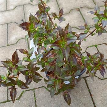 Vajgélie květnatá Nana Purpurea výška 30/40cm, květináč 1,4 litru