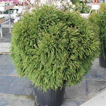 Kryptomérie japonská Globosa Nana květináč 55 litrů, průměr 80/90cm, keř