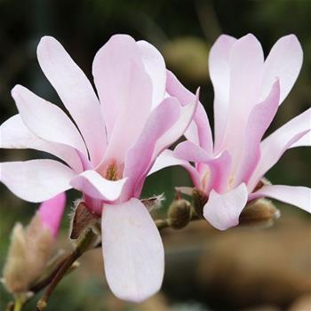 Magnolie Loebnerova Leonard Messel květináč 10 litrů, výška 80/100cm, keř