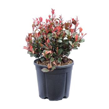 Blýskalka Little Red Robin květináč 10 litrů, výška 40/60cm, keř