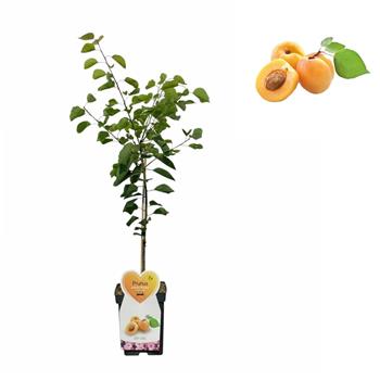 Meruňka Bergeron kmínek 50cm, květináč 5 litrů, samosprašná