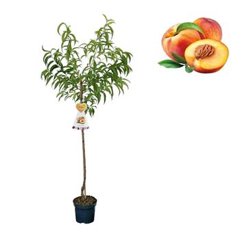Nektarinka Flavortop květináč 7,5 litru, výška 150/175cm, stromek, SAMOSPRAŠNÁ