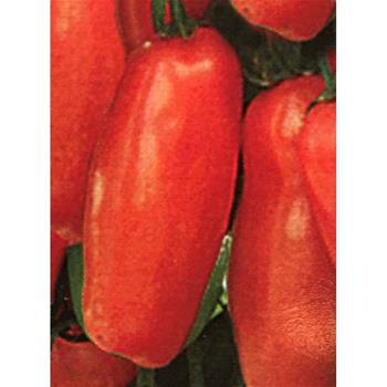 Rajče Tuma Red roubované 12cm