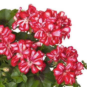 Pelargonie převislá bílo-červená plnokvětá 4ks 11cm