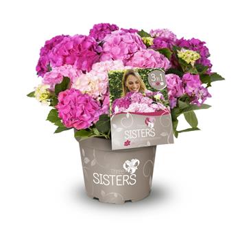 Hortenzie velkolistá Three Sisters® květináč 6 litrů, výška 50/60cm, keř