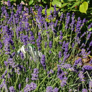 Levandule úzkolistá Essence Purple 5 litrů