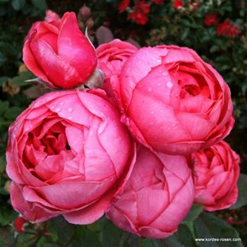 Růže Kordes Parfuma Gartenprinzessin Marie-José 5 litrů