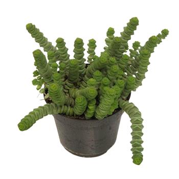 Tlustice Hottentot květináč 10,5cm