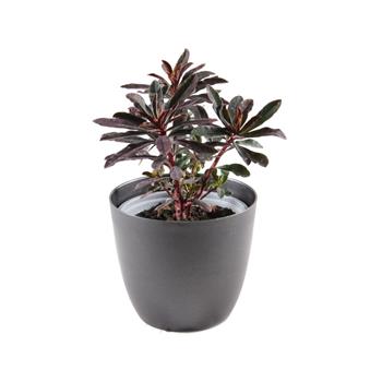 Pryšec mandloňovitý Purpurea 12cm