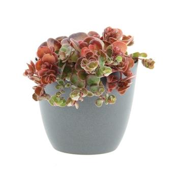 Rozchodník Yellow květináč 12cm