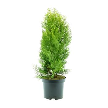 Zerav východní Elegantissima květináč 2,5 litru, výška 30/40cm, keř