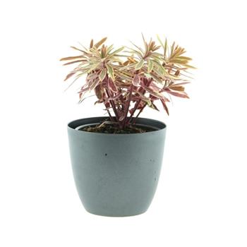 Pryšec mnohobarvý Ascot Rainbow květináč 12cm